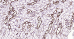 IkB alpha Antibody in Immunohistochemistry (Paraffin) (IHC (P))