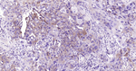 IkB alpha Antibody in Immunohistochemistry (Paraffin) (IHC (P))