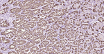 IkB alpha Antibody in Immunohistochemistry (Paraffin) (IHC (P))