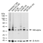 IkB alpha Antibody in Western Blot (WB)