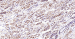 IL-18 Antibody in Immunohistochemistry (Paraffin) (IHC (P))