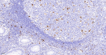 IL-18 Antibody in Immunohistochemistry (Paraffin) (IHC (P))