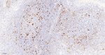 IL-18 Recombinant Rabbit Monoclonal Antibody (13E9)