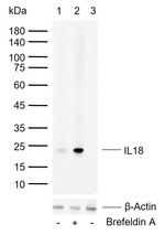 IL-18 Antibody in Western Blot (WB)