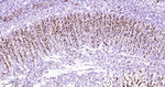 Myogenin Antibody in Immunohistochemistry (Paraffin) (IHC (P))