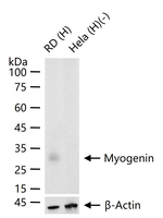 Myogenin Antibody in Western Blot (WB)