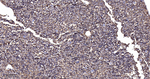 Arginase 1 Recombinant Rabbit Monoclonal Antibody (19G6)