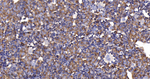 Arginase 1 Antibody in Immunohistochemistry (Paraffin) (IHC (P))