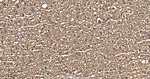 Arginase 1 Antibody in Immunohistochemistry (Paraffin) (IHC (P))