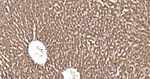 Arginase 1 Antibody in Immunohistochemistry (Paraffin) (IHC (P))