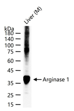 Arginase 1 Antibody in Western Blot (WB)