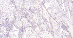 Collagen IV Recombinant Rabbit Monoclonal Antibody (9E4)