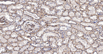 Collagen IV Antibody in Immunohistochemistry (Paraffin) (IHC (P))