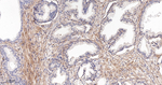 Collagen IV Antibody in Immunohistochemistry (Paraffin) (IHC (P))
