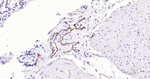 P-Selectin Antibody in Immunohistochemistry (Paraffin) (IHC (P))