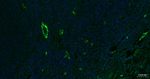 P-Selectin Antibody in Immunohistochemistry (Paraffin) (IHC (P))