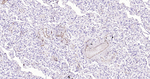 P-Selectin Antibody in Immunohistochemistry (Paraffin) (IHC (P))