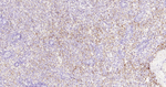 P-Selectin Antibody in Immunohistochemistry (Paraffin) (IHC (P))