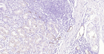 P-Selectin Antibody in Immunohistochemistry (Paraffin) (IHC (P))