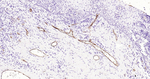 P-Selectin Recombinant Rabbit Monoclonal Antibody (8E2)
