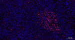 EZH2 Antibody in Immunohistochemistry (Paraffin) (IHC (P))