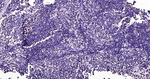 EZH2 Antibody in Immunohistochemistry (Paraffin) (IHC (P))