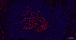 EZH2 Antibody in Immunohistochemistry (Paraffin) (IHC (P))