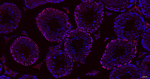 EZH2 Antibody in Immunohistochemistry (Paraffin) (IHC (P))