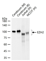 EZH2 Antibody in Western Blot (WB)