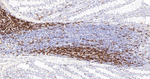 CD3 Antibody in Immunohistochemistry (Paraffin) (IHC (P))