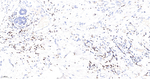 CD3 Antibody in Immunohistochemistry (Paraffin) (IHC (P))