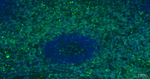 CD3 Antibody in Immunohistochemistry (Paraffin) (IHC (P))
