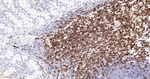CD3 Antibody in Immunohistochemistry (Paraffin) (IHC (P))
