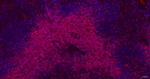 CD3 Antibody in Immunohistochemistry (Paraffin) (IHC (P))