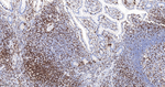 CD3 Antibody in Immunohistochemistry (Paraffin) (IHC (P))