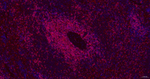 CD3 Antibody in Immunohistochemistry (Paraffin) (IHC (P))