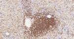 CD3 Antibody in Immunohistochemistry (Paraffin) (IHC (P))