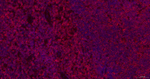 CD3 Antibody in Immunohistochemistry (Paraffin) (IHC (P))