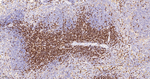 CD3 Antibody in Immunohistochemistry (Paraffin) (IHC (P))