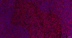 CD3 Antibody in Immunohistochemistry (Paraffin) (IHC (P))