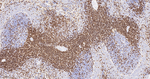 CD3 Antibody in Immunohistochemistry (Paraffin) (IHC (P))