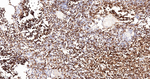 CD3 Antibody in Immunohistochemistry (Paraffin) (IHC (P))