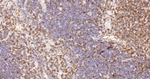 CD3 Antibody in Immunohistochemistry (Paraffin) (IHC (P))