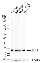 CD3 Antibody in Western Blot (WB)