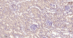 EIF2S1 Antibody in Immunohistochemistry (Paraffin) (IHC (P))