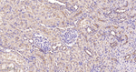 EIF2S1 Antibody in Immunohistochemistry (Paraffin) (IHC (P))