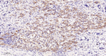 EIF2S1 Recombinant Rabbit Monoclonal Antibody (5A1)