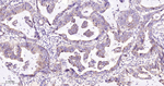 EIF2S1 Antibody in Immunohistochemistry (Paraffin) (IHC (P))