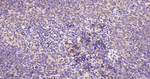 EIF2S1 Antibody in Immunohistochemistry (Paraffin) (IHC (P))