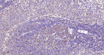 EIF2S1 Antibody in Immunohistochemistry (Paraffin) (IHC (P))